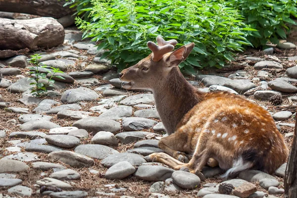Geyik Tbilisi Hayvanat Bahçesi, Georgia. Hayvanlar, yabani hayvanlar ve bitkiler