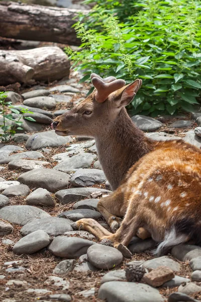 Geyik Tbilisi Hayvanat Bahçesi, Georgia. Hayvanlar, yabani hayvanlar ve bitkiler
