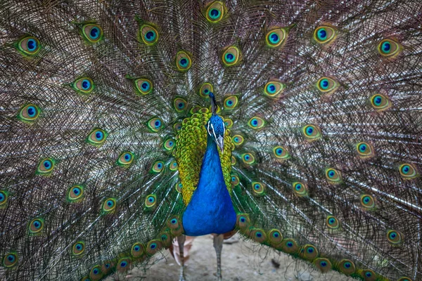 güzel tavuskuşu renkli kuyruğu, Hayvanat Bahçesi, Tbilisi görüntüleme