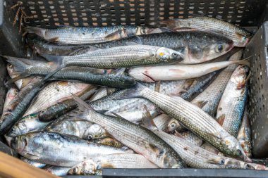 Gri kefal balık (Kefal) Strafor kutusunda, Poti, Gürcistan