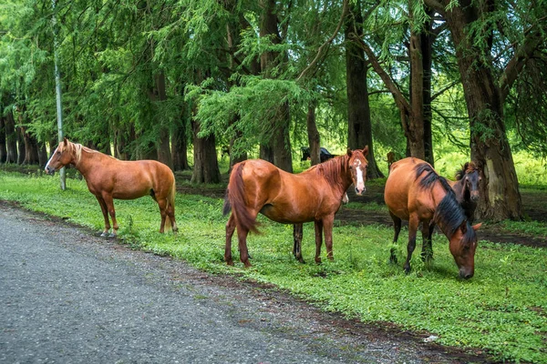 Chevaux sur la route près de la forêt — Photo