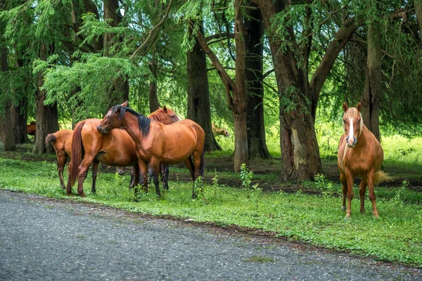 Paarden op de weg in de buurt van het bos — Stockfoto