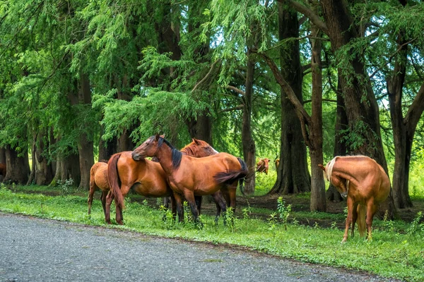 Лошади на дороге возле леса — стоковое фото