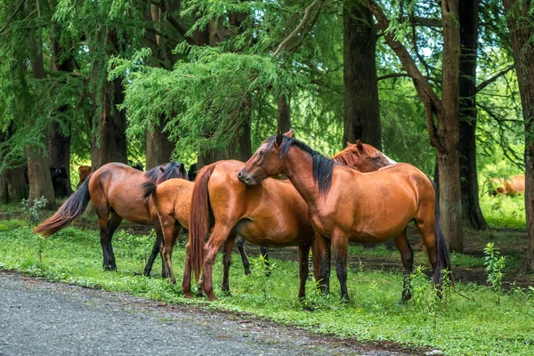 Caballos en la carretera cerca del bosque — Foto de Stock