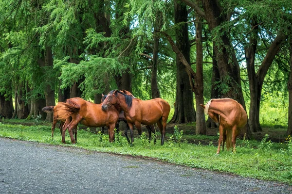 Hästar på vägen nära skogen — Stockfoto