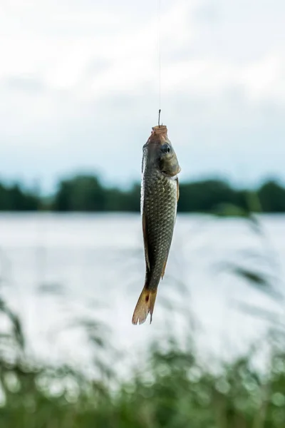 小魚、フックに成功した釣り — ストック写真