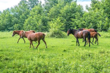 Kahverengi atları yeşil otlar mera üzerinde otlatma vardır