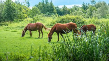 Kahverengi atları yeşil otlar mera üzerinde otlatma vardır