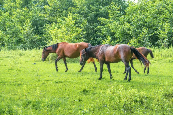 Cavalos castanhos pastam ervas verdes em pasto — Fotografia de Stock