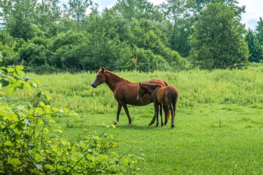 Brown atlar mera, doğa, hayvanlar alemi