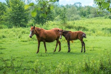 Brown atlar mera, doğa, hayvanlar alemi