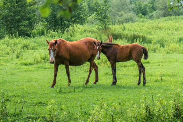 Braune Pferde auf der Weide, in der Natur, in der Tierwelt — Stockfoto