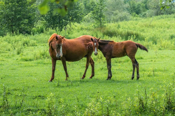 Cavalos castanhos em pasto, natureza, Mundo animal — Fotografia de Stock