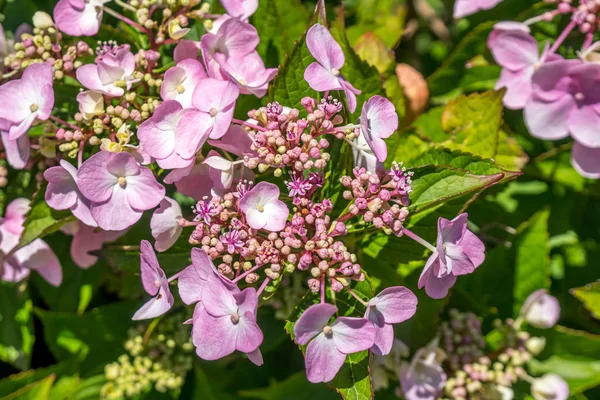The Pink Sparkler Spirea flowers is a smaller shrub with a round — Stock Photo, Image