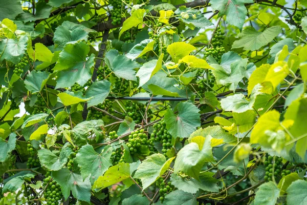 Uvas verdes penduradas em um arbusto na aldeia — Fotografia de Stock