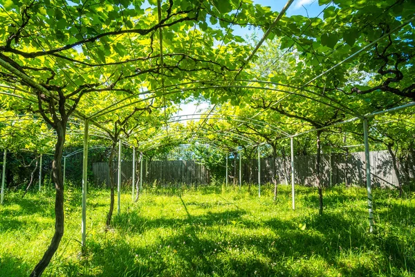 Taze üzüm bahçesinde bulunan kopya alanı — Stok fotoğraf
