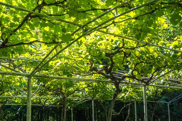 Uvas frescas en el jardín con espacio para copiar — Foto de Stock
