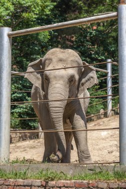 Afrika fili, Tiflis Hayvanat Bahçesi, hayvan