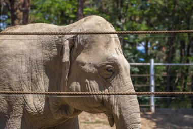 Afrika fili, Tiflis Hayvanat Bahçesi, hayvan