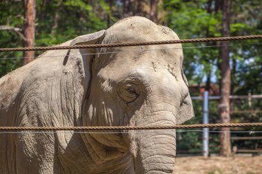Afrika fili, Tiflis Hayvanat Bahçesi, hayvan