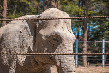 Afrika fili, Tiflis Hayvanat Bahçesi, hayvan
