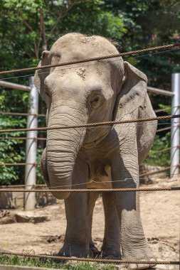 Afrika fili, Tiflis Hayvanat Bahçesi, hayvan