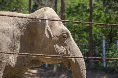 Afrika fili, Tiflis Hayvanat Bahçesi, hayvan