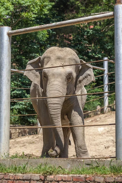 Afrika fili, Tiflis Hayvanat Bahçesi, hayvan