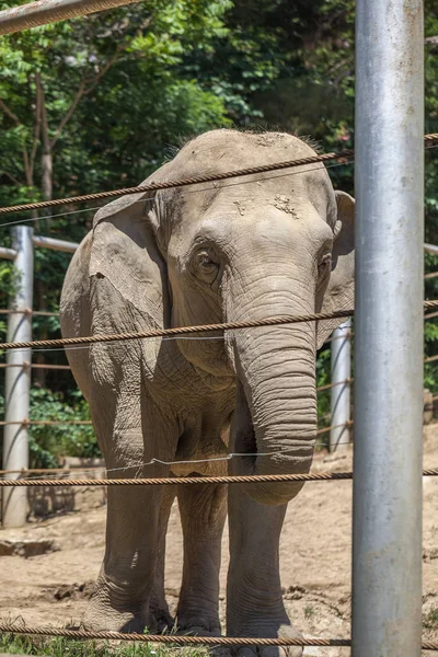 Afrika fili, Tiflis Hayvanat Bahçesi, hayvan