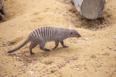 Tbilisi Hayvanat Bahçesi, hayvan, şeritli Firavun faresi