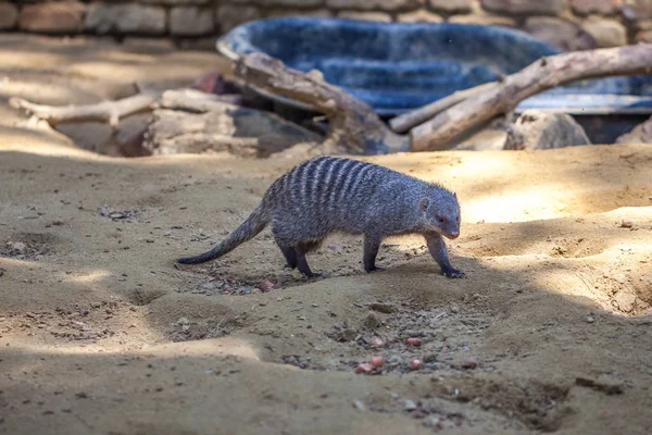 Mangosta en el zoológico de Tiflis, animal — Foto de Stock