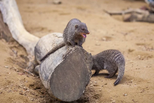 Mangouste baguée au zoo de Tbilissi, animal — Photo