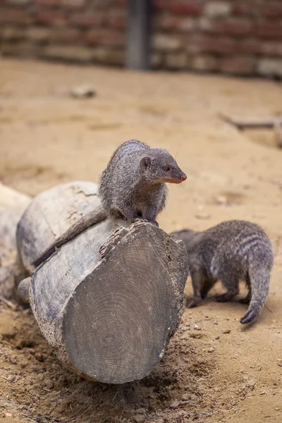 Mangosta en el zoológico de Tiflis, animal — Foto de Stock