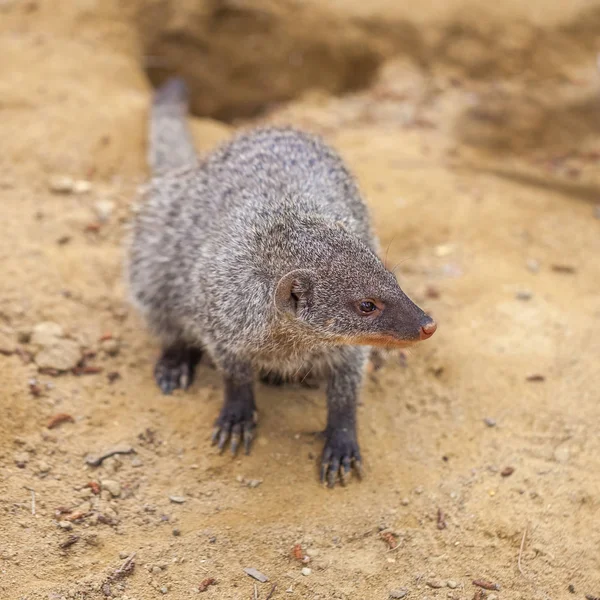 Mangosta en el zoológico de Tiflis, animal — Foto de Stock