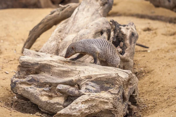 Mangosta en el zoológico de Tiflis, animal — Foto de Stock