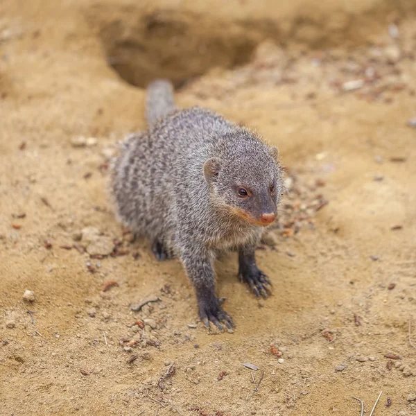 Mangosta en el zoológico de Tiflis, animal — Foto de Stock