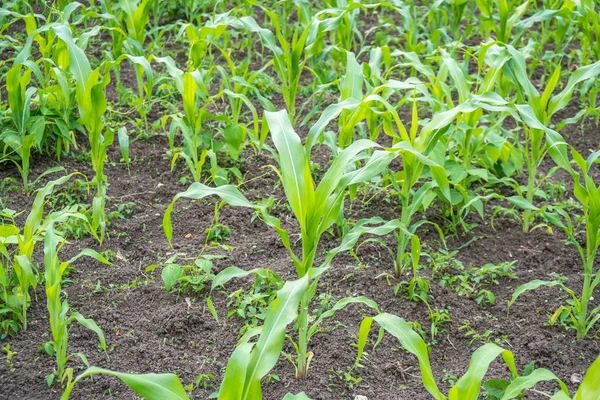 Pequena agricultura de milho. Natureza verde. Terras agrícolas rurais em s — Fotografia de Stock