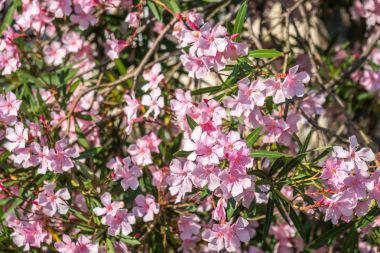 Güzel pembe nerium oleander çiçekler parlak yaz gününde