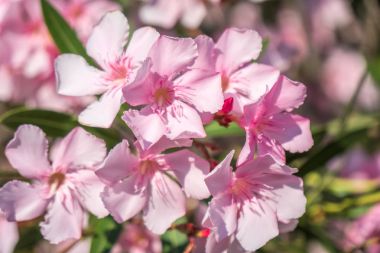 Güzel pembe nerium oleander çiçekler parlak yaz gününde