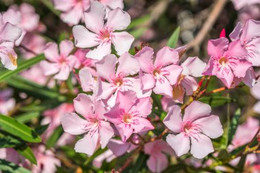 Güzel pembe nerium oleander çiçekler parlak yaz gününde