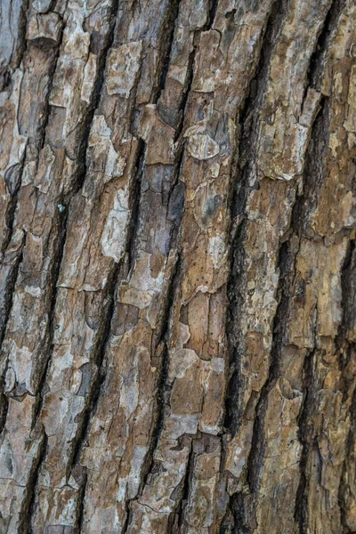 Padrão de fundo de textura de árvore de madeira velha, natureza — Fotografia de Stock