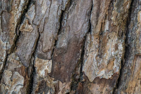 Staré dřevo stromu texturu vzorek pozadí, příroda — Stock fotografie