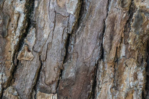 Gammal trä träd textur bakgrundsmönster, natur — Stockfoto