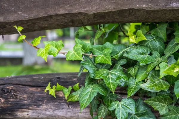 Lianas sobre tabla de madera, decoración de jardín — Foto de Stock