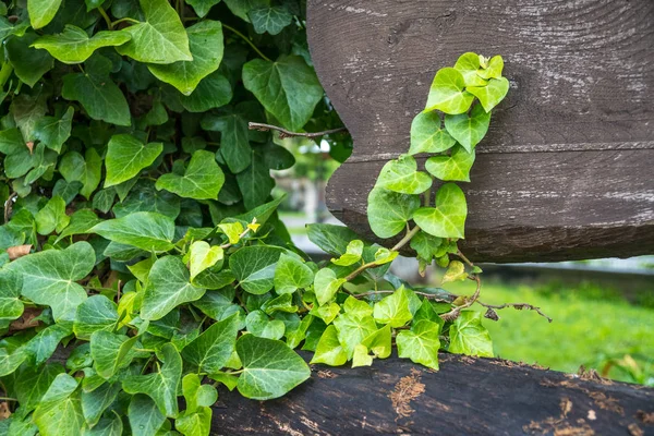 Lianas sobre tabla de madera, decoración de jardín — Foto de Stock