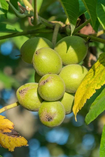 Nueces verdes en un árbol. Un montón de nueces en un árbol, la naturaleza — Foto de Stock