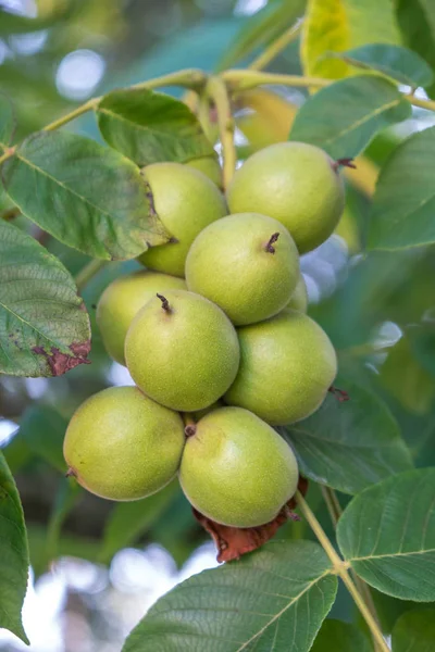 Nueces verdes en un árbol. Un montón de nueces en un árbol, la naturaleza — Foto de Stock