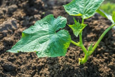 Salatalık fidan evde küçük bir alanda