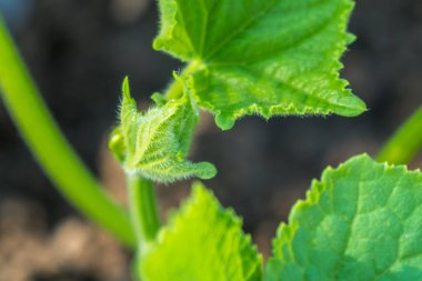 Salatalık fidan evde küçük bir alanda