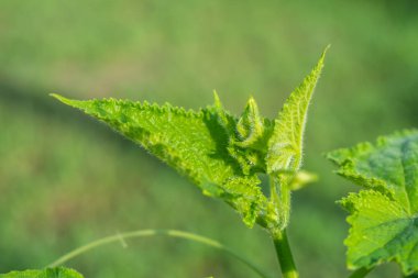 Salatalık fidan evde küçük bir alanda